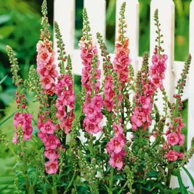 Коровяк ПИНК ДОМИНО гибридный (вербаскум) в Колодищи