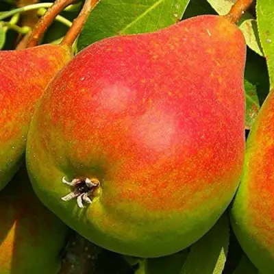 Груша ГЕРА в Колодищи