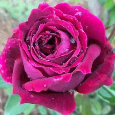 Роза РОЯЛ ПАЛАС японская в Колодищи