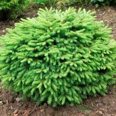 Ель НИДИФОРМИС обыкновенная в Колодищи