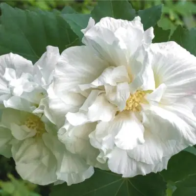 Гибискус АДМИРАЛ ДЕВЕЙ сирийский в Колодищи