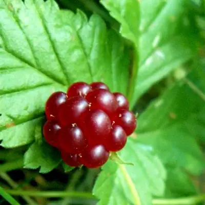 Княженика ЭЛПЕ в Колодищи