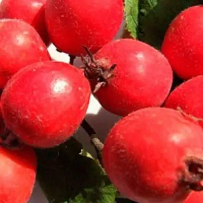 Боярышник КРУПНОПЛОДНЫЙ в Колодищи