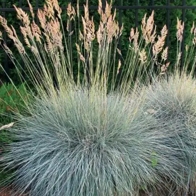 Овсянница ЭЛАЙДЖА БЛЮ в Колодищи