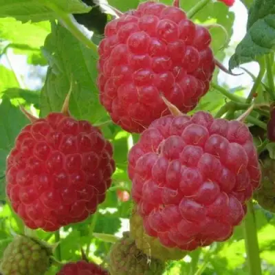 Малина НОВОСТЬ КУЗЬМИНА в Колодищи