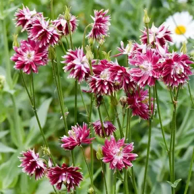 Аквилегия БАРЛОУ НОРА гибрид МакКаны в Колодищи