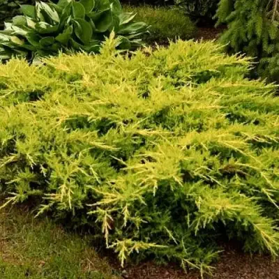 Можжевельник МОРДИГАН ГОЛД средний в Колодищи