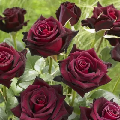 Роза БЛЭК БАККАРА чайно-гибридная в Колодищи