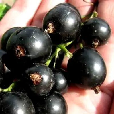 Смородина чёрная ЧЕРЕШНЁВАЯ в Колодищи