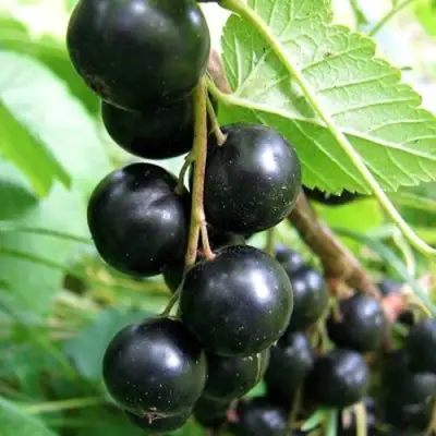 Смородина черная ЧЕРНООКАЯ в Колодищи