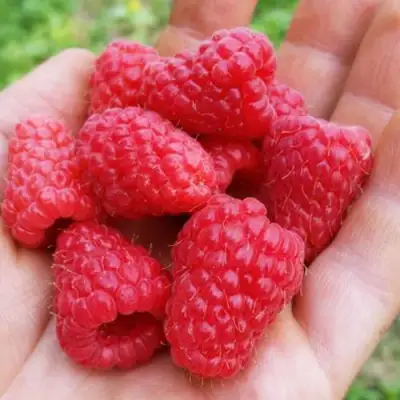 Малина ТУЛАМИН в Колодищи