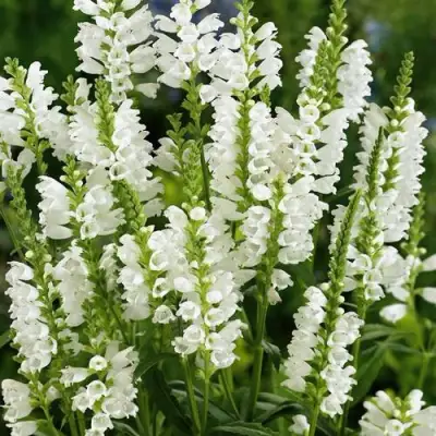 Физостегия АЛЬБА виргинская в Колодищи