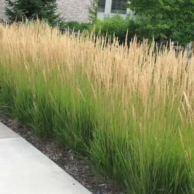 Вейник КАРЛ ФОРСТЕР остроцветковый в Колодищи