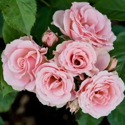 Роза КЛАССИК ЛИДИЯ спрей в Колодищи