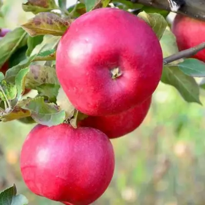 Яблоня АЙДАРЕД в Колодищи