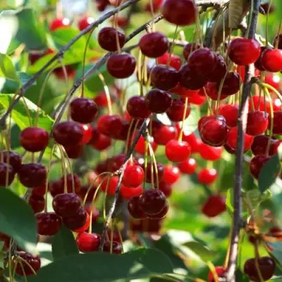 Вишня БРУСНИЦЫНА степная в Колодищи