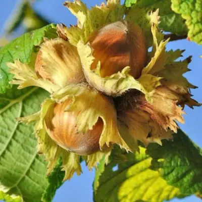 Фундук ТОНДА РОМАНА в Колодищи