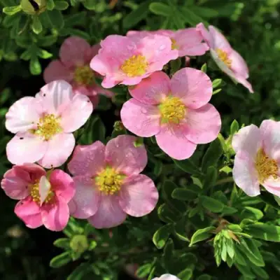 Лапчатка ЛАВЛИ ПИНК кустарниковая в Колодищи