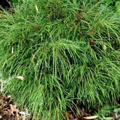 Туя ВИПКОРД складчатая в Колодищи