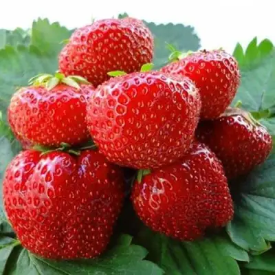 Клубника ВИМА ЗАНТА в Колодищи