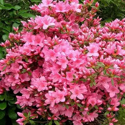 Азалия РОКОКО японская в Колодищи