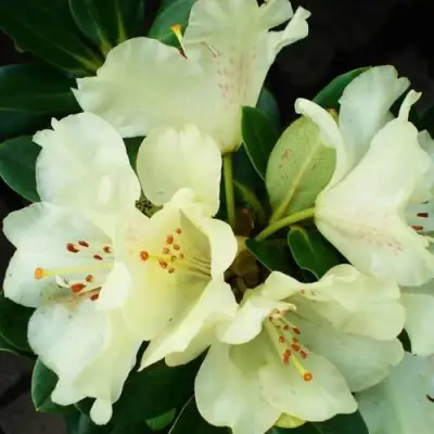 Рододендрон ГОЛДКРОН в Колодищи