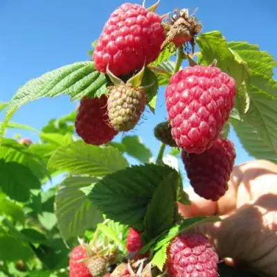 Малина ЕВРАЗИЯ в Колодищи