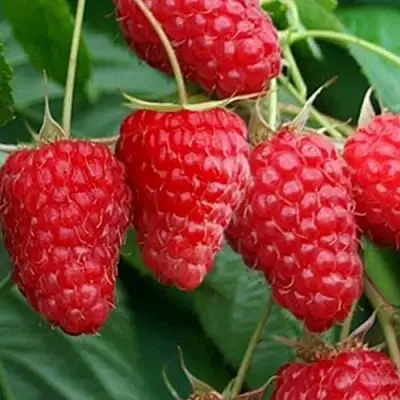 Малина КАСКАД ДЕЛАЙТ в Колодищи