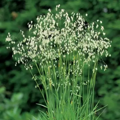 Трясунка средняя в Колодищи