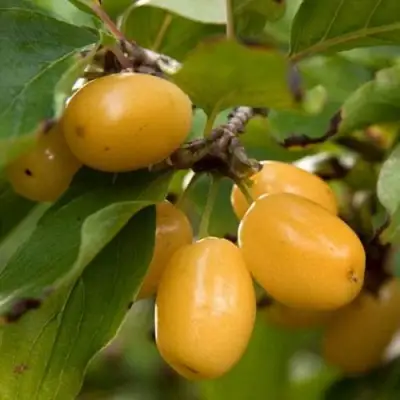 Кизил ЯНТАРНЫЙ в Колодищи