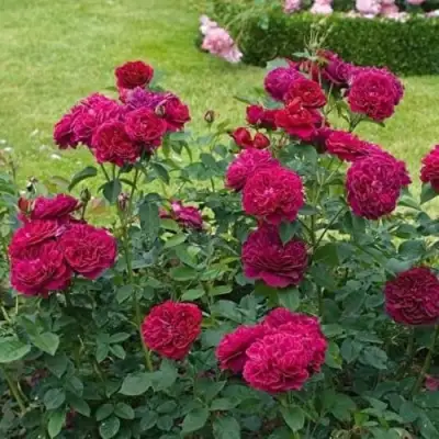 Роза МАНСТЕД ВУД английская в Колодищи