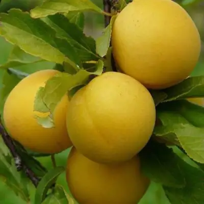 Слива СОЛНЫШКО в Колодищи