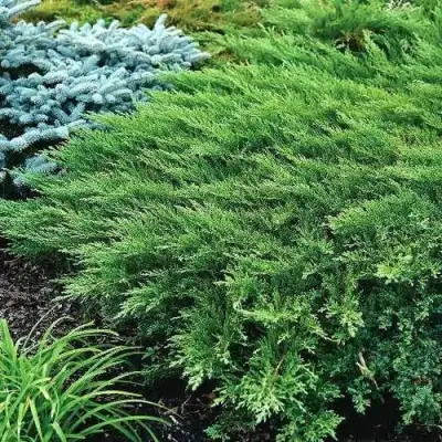 Можжевельник РОКЕРИ ДЖЕМ казацкий  в Колодищи