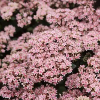 Очиток (седум) МАТРОНА в Колодищи