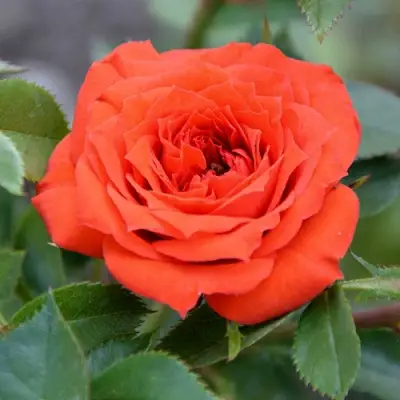 Роза ОРАНЖ ДЖЕВЕЛ миниатюрная в Колодищи