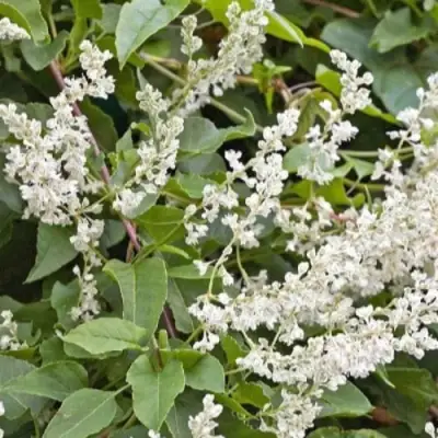 Фаллопия АУБЕРТА в Колодищи