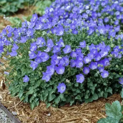 Колокольчик САНТА карпатский в Колодищи