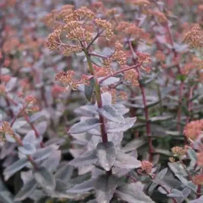 Очиток (седум) РЭЙН КСЕНОКС видный в Колодищи