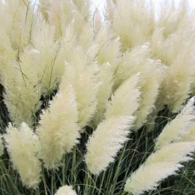 Кортадерия белая (пампасная трава) в Колодищи