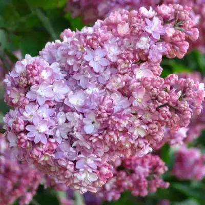 Сирень ПАМЯТЬ О ВЕХОВЕ в Колодищи