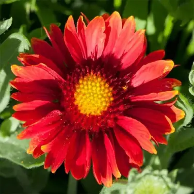 Гайлардия АРИЗОНА РЕД ШЕЙДС в Колодищи