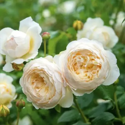 Роза КЛЭР ОСТИН английская в Колодищи