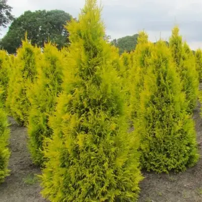 Туя САНКИСТ западная в Колодищи