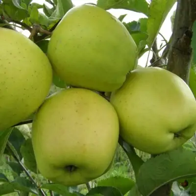 Яблоня КОШТЕЛЯ в Колодищи