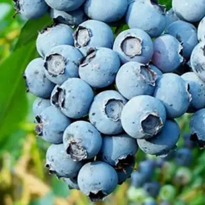 Голубика БРИГИТТА БЛЮ в Колодищи