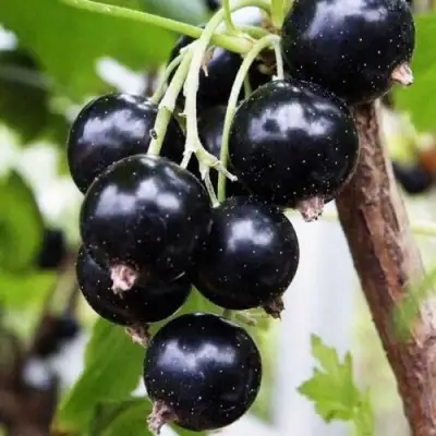 Смородина чёрная ДЕЛИКАТЕСНАЯ в Колодищи