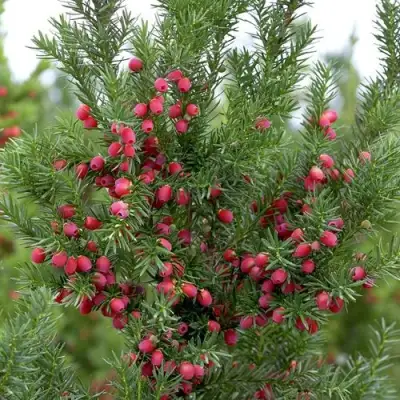 Тис ХИКСИ средний в Колодищи