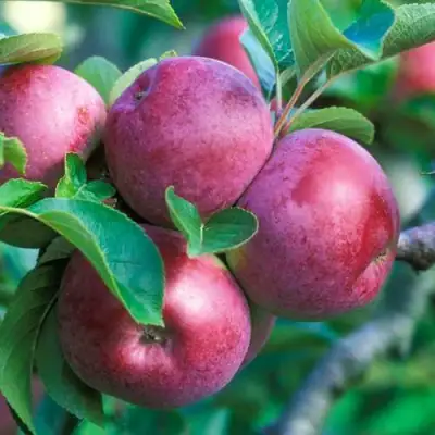 Яблоня СПАРТАН в Колодищи