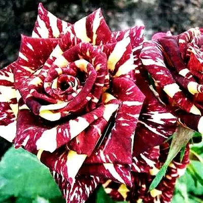 Роза ФОКУС ПОКУС флорибунда в Колодищи