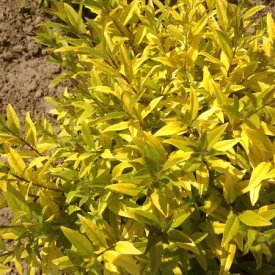 Бирючина АУРЕА обыкновенная в Колодищи